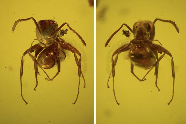 Detailed Fossil Ant (Formicidae) In Baltic Amber #102730